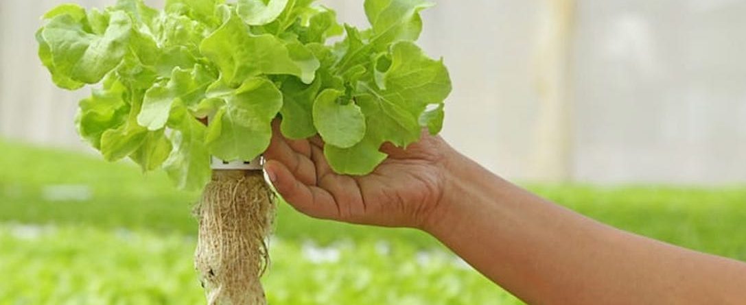 farmer holding a lettuce plant from an aquaponics farm
