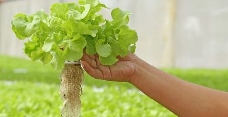 farmer holding a lettuce plant from an aquaponics farm