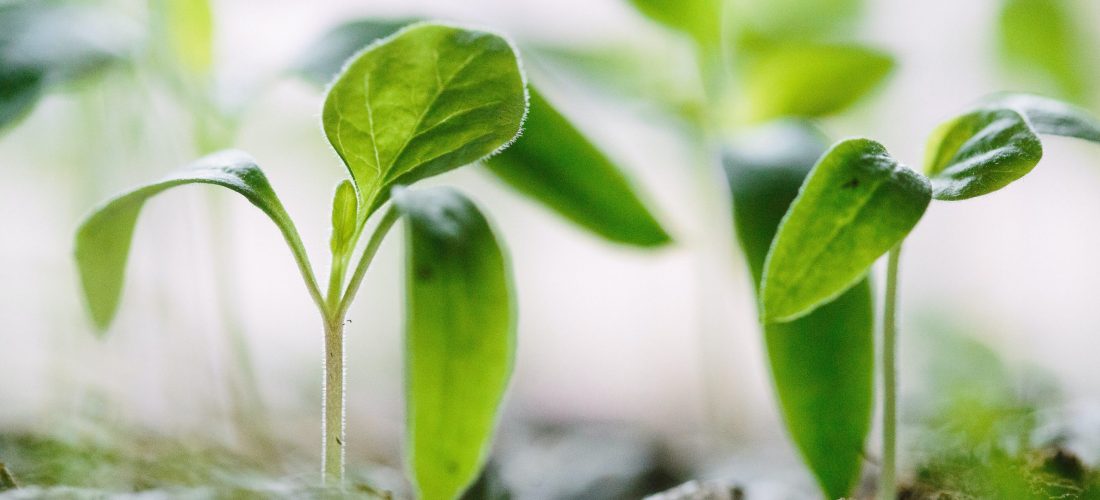 Green Seedlings in a seedling tray as the second part of the planting process