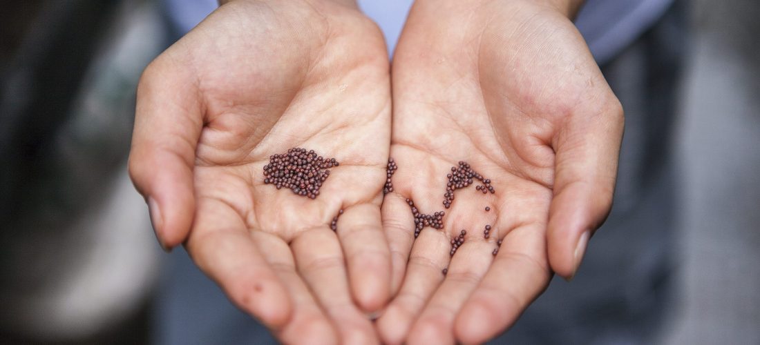 Two hands holding seeds as part of the first step of the planting process.
