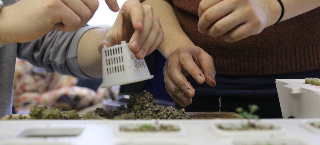 People transplanting plants as part of the planting process in aquaponics