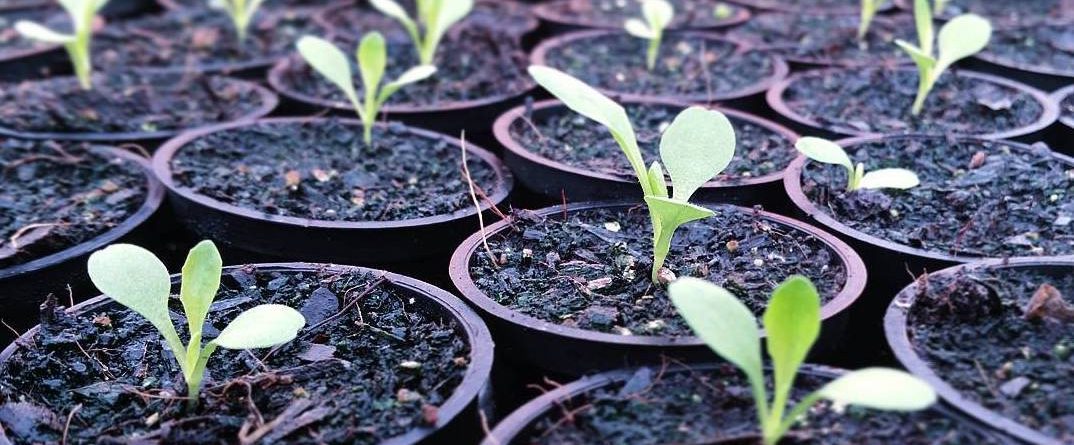 Seedlings in multiple pots of soil at the beginning of the planting process