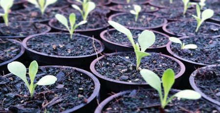 Seedlings in multiple pots of soil at the beginning of the planting process