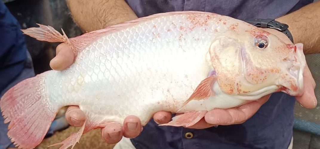 Tilapia fully grown from an aquaponics system