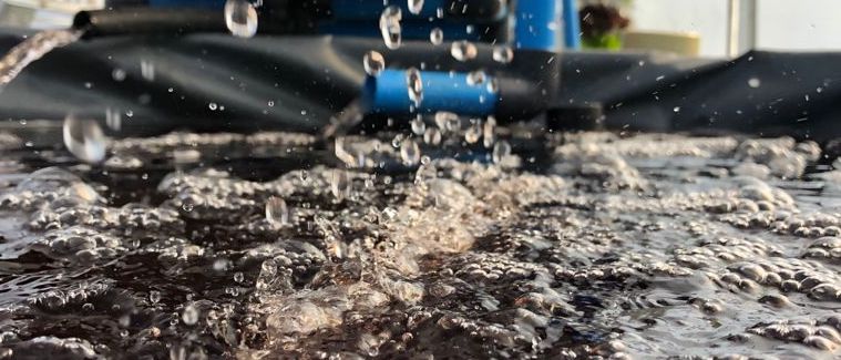 Bubbles in a fish tank in an Aquaponics system