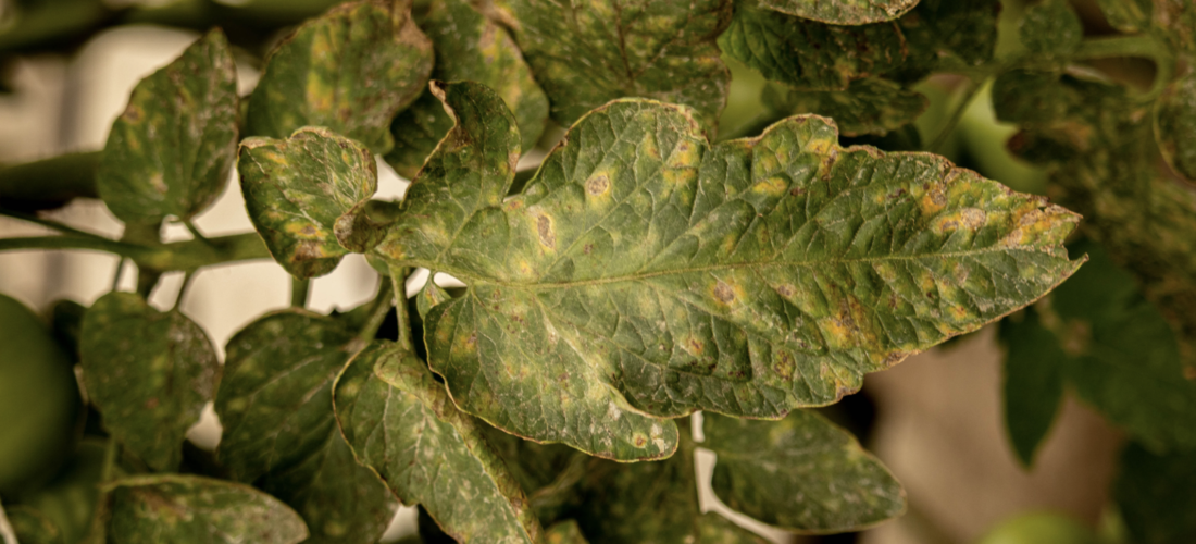 Potassium Deficiency in a plant leaf