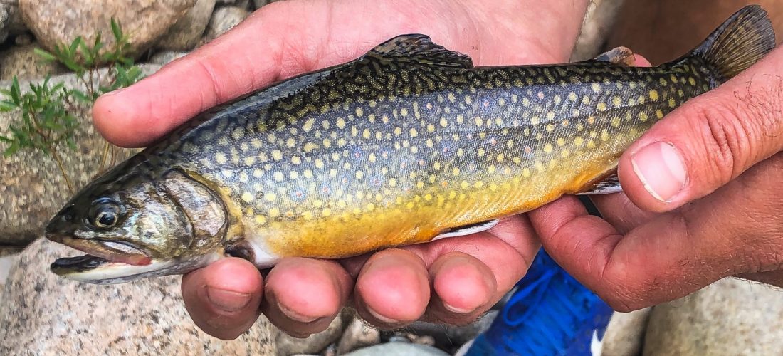 Man holding a rainbow trout as a common fish used in aquaponics
