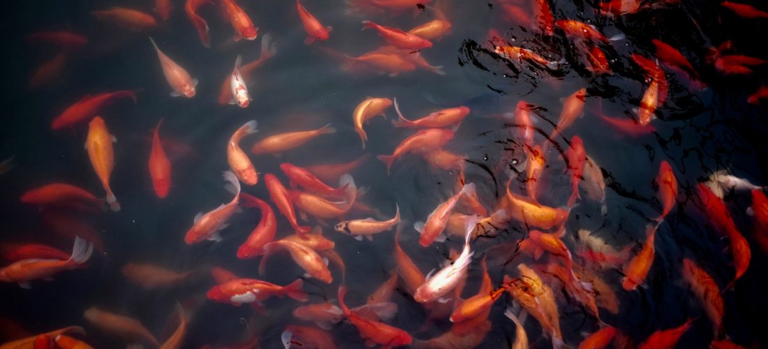 Koi Fish as a common fish type in aquaponics