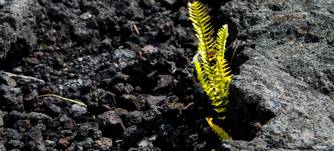 Lava Rock with a plant growing it is as a type of growth media for aquaponics