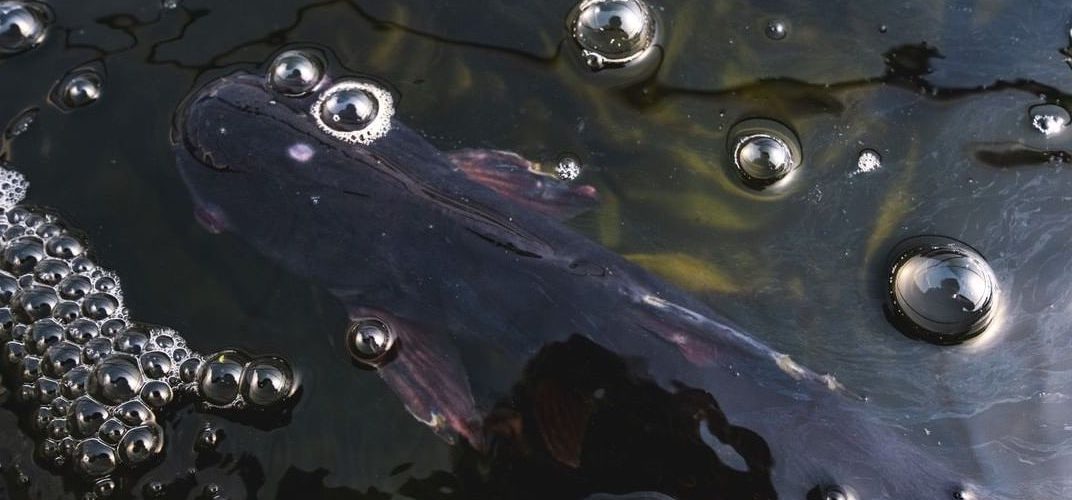 Catfish in the fish tank before feeding