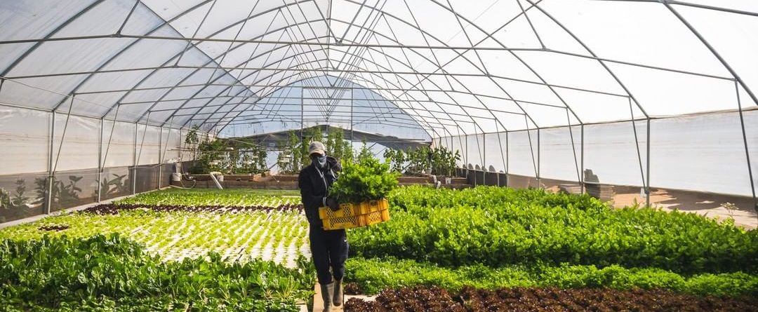 Aquaponics Tunnel with a farmer working on the farm.