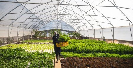 Aquaponics Tunnel with a farmer working on the farm.