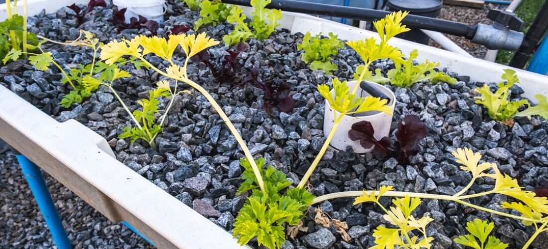 Aquaponic Grow Bed will plants and a bell syphon.