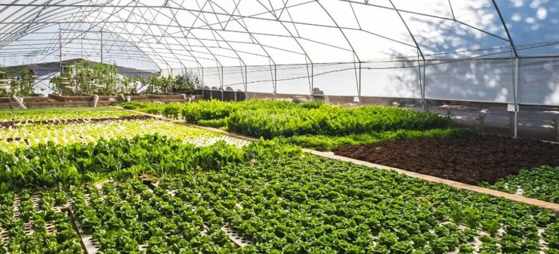 Aquaponics Tunnel showing a deep water culture setup