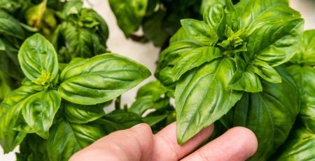 Hand holding a plant that is grown in an aquaponics system