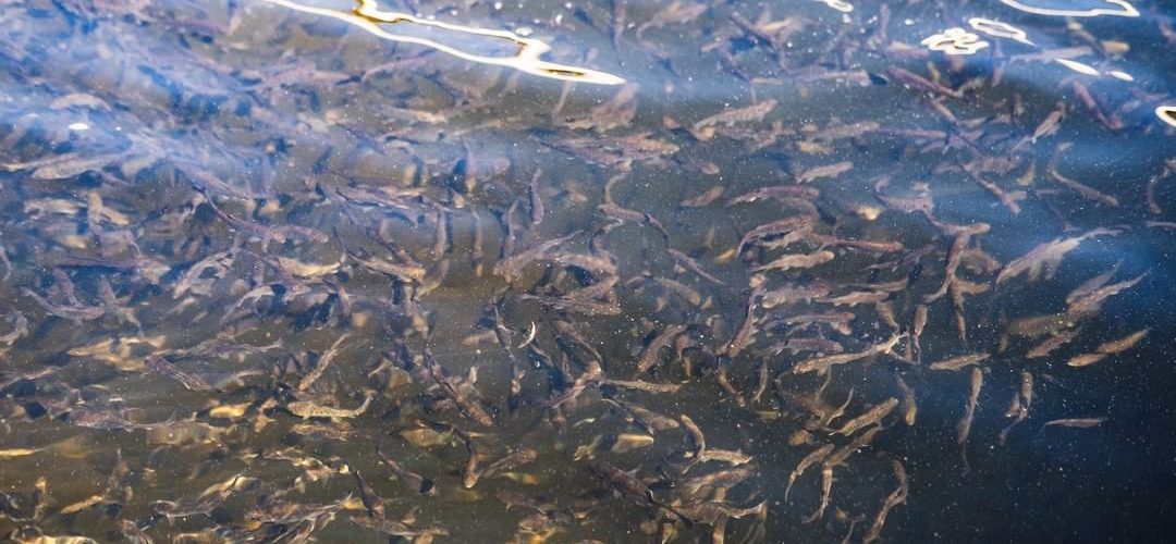 Fish in a fish tank