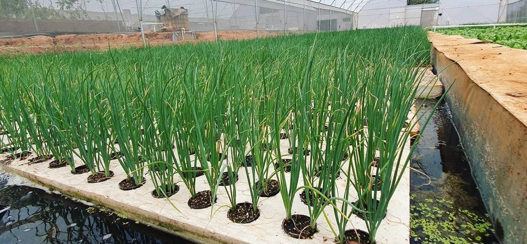 Grow stage in a DWC during the life cycle of a plant