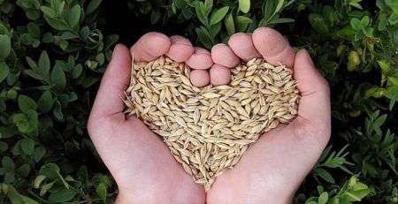 Lifecycle of a plant showing two hands holding seeds