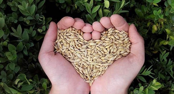 Lifecycle of a plant showing two hands holding seeds