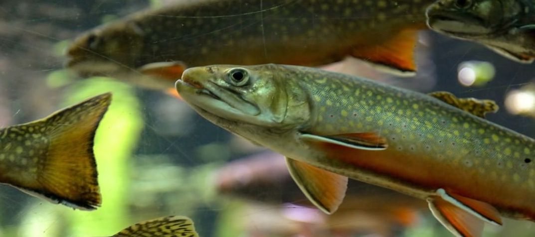 Rainbow trout in a fish tank in an aquaponics system