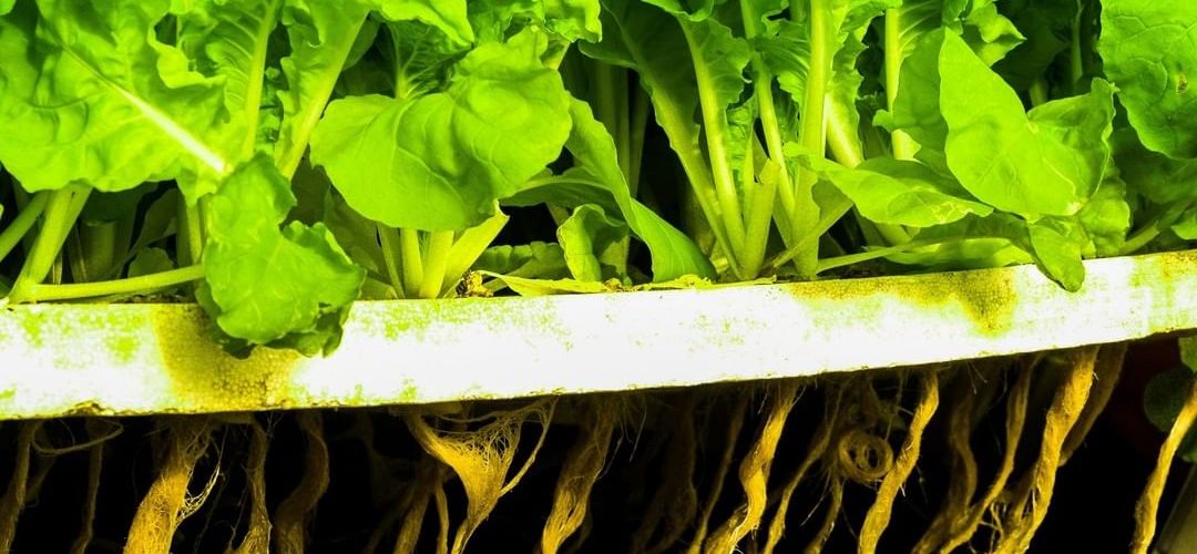 Transplanting plants in a DWC tray