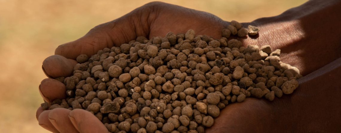 Hands holding leca balls as growth media for an aquaponics system