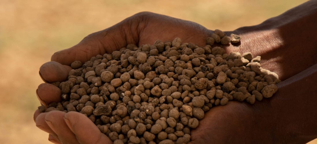 Hands holding leca balls as growth media for an aquaponics system