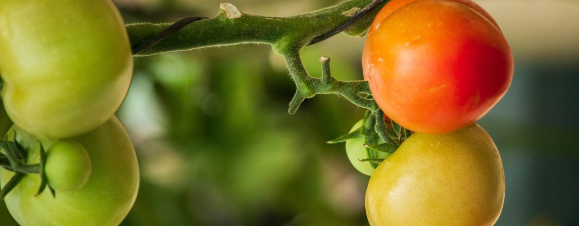 Nutrient Deficient Tomatoes to show nutrient roles in plants