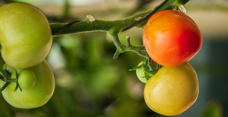 Nutrient Deficient Tomatoes to show nutrient roles in plants