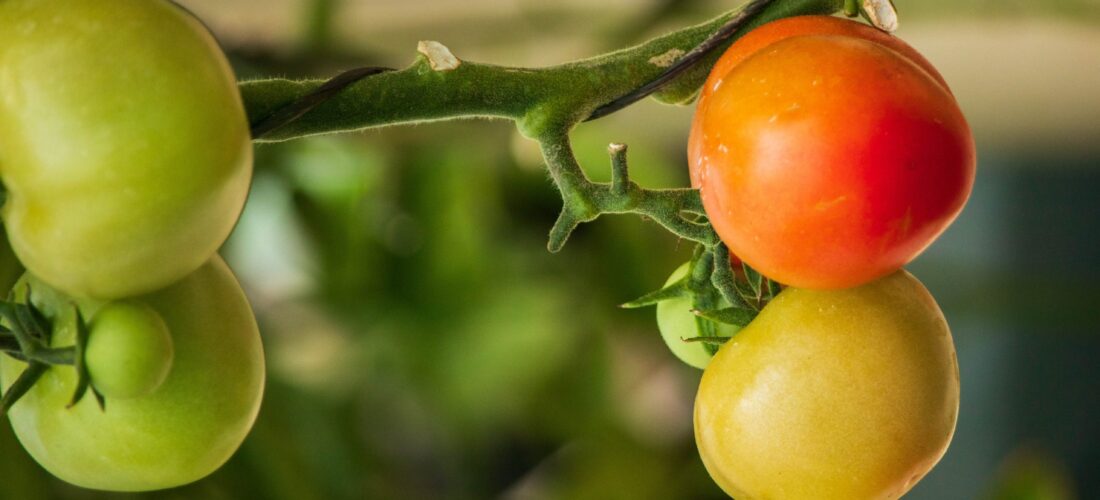 Nutrient Deficient Tomatoes to show nutrient roles in plants