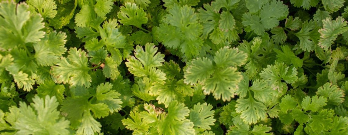 Plants showing a common plant deficiency