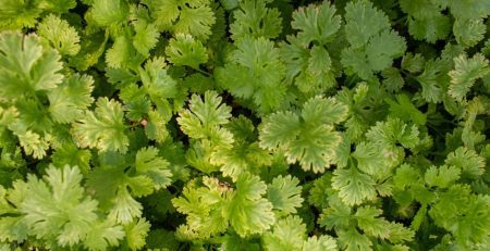 Plants showing a common plant deficiency