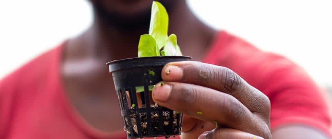 Man holding a lettuce seedling for an aquaponics system