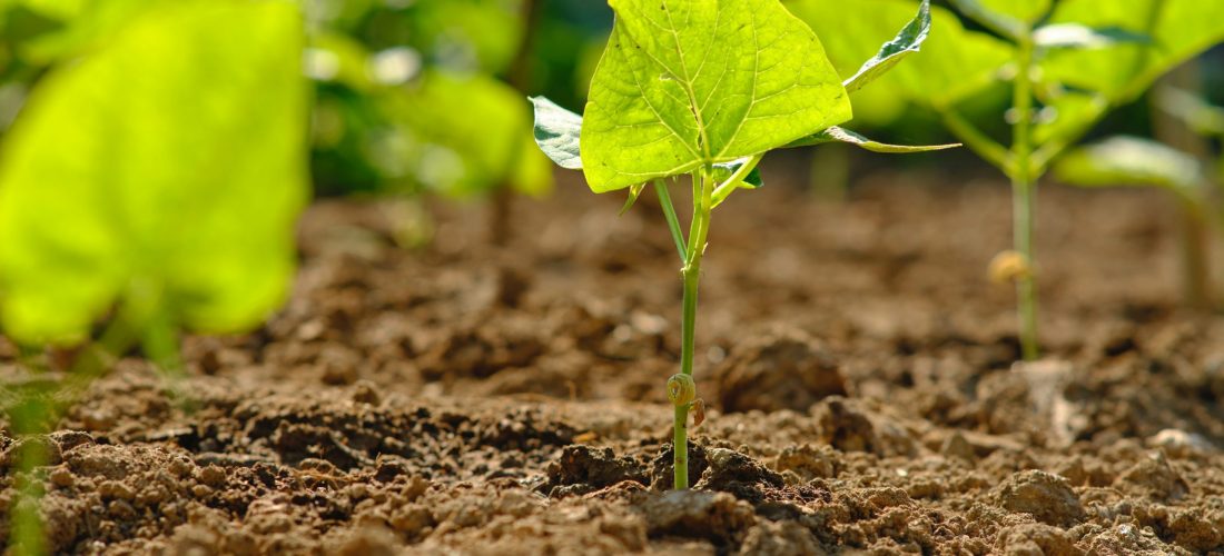 Image of plants in a Wicking Bed setup of Aquaponics