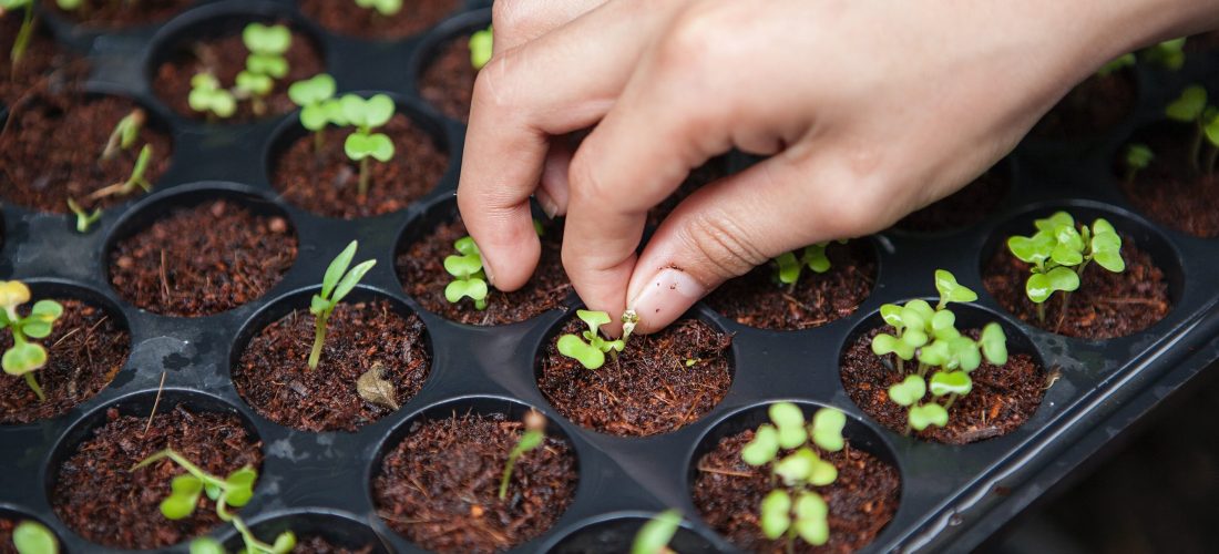 Seeding tray