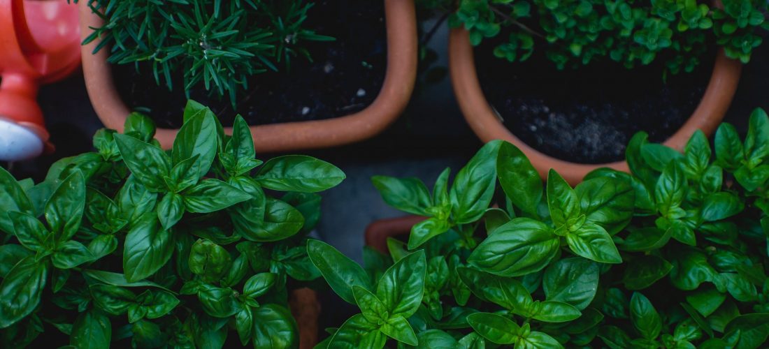 Herbs in different pots for what can be grown in aquaponics