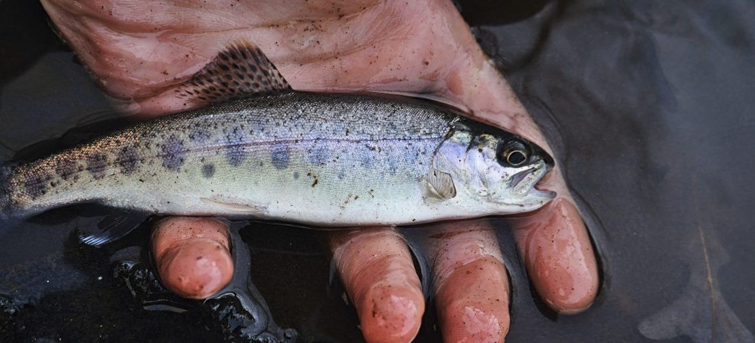 A hand holding a fingerling trout