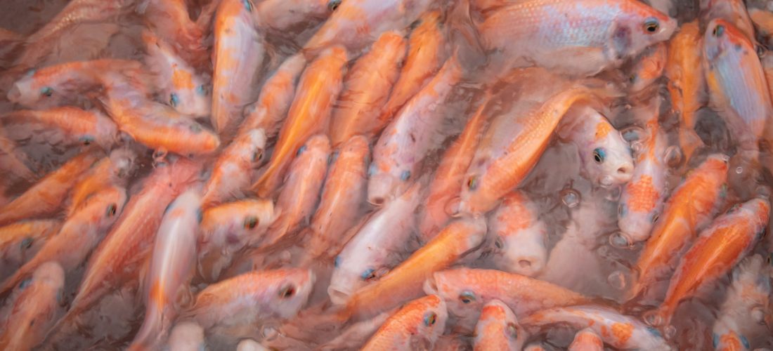 Tilapia fish in a tank.
