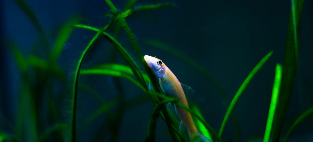 Algae eater on algae