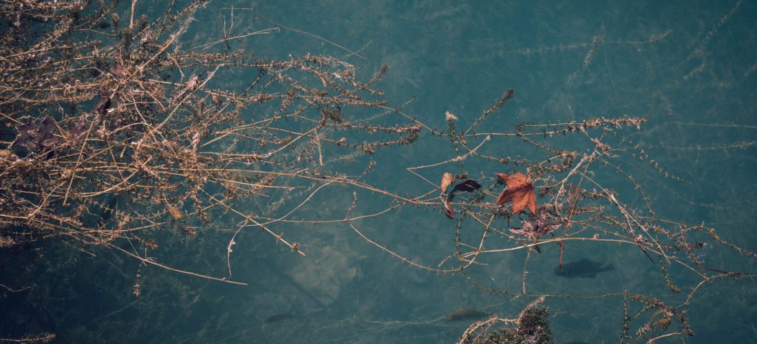 Algae in water