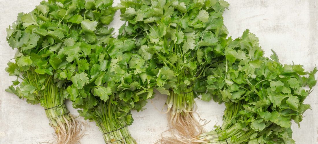 Healthy looking plants grown in an aquaponics system