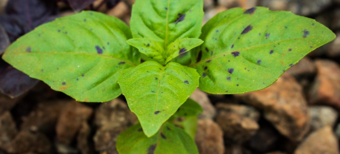 Plant in a media bed