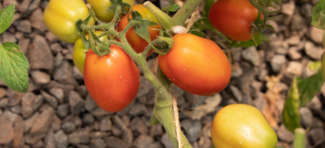 Tomatoes