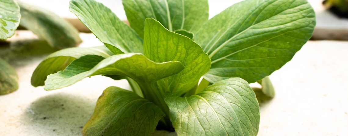 Lettuce Plant in a deep water culture setup in an Aquaponics System