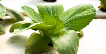 Lettuce Plant in a deep water culture setup in an Aquaponics System