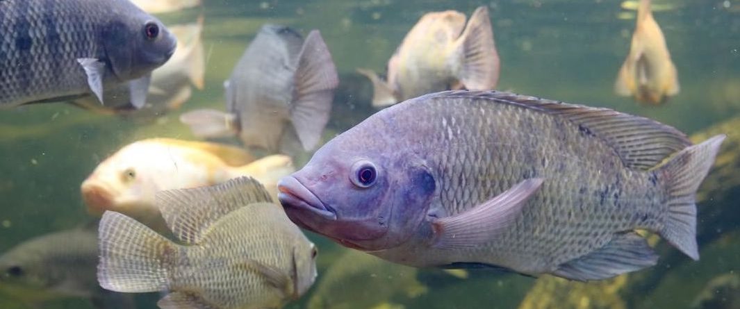 Fish in a fish tank before fish feed