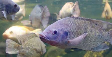 Fish in a fish tank before fish feed