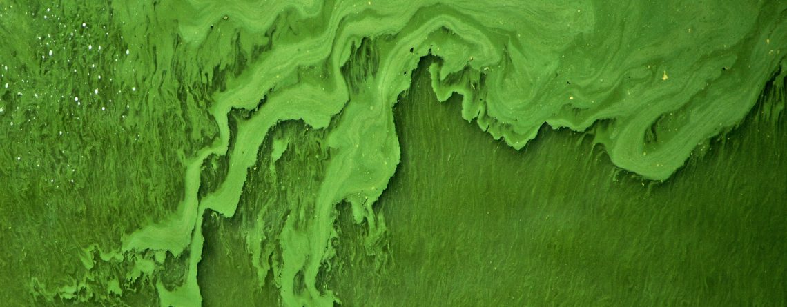 Algae
