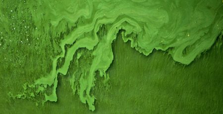 Algae