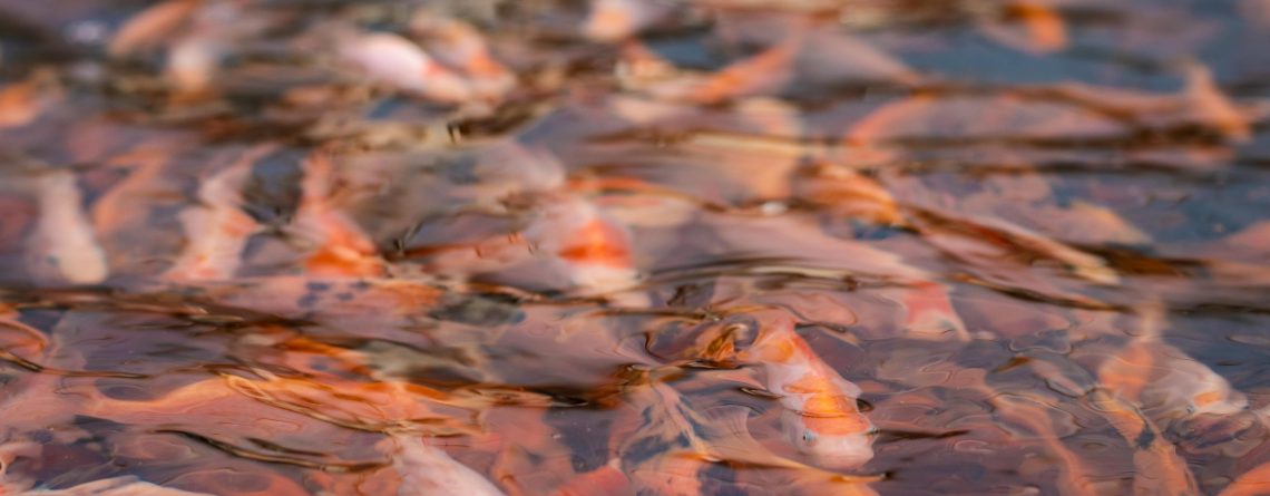 Fish tank filled with Koi